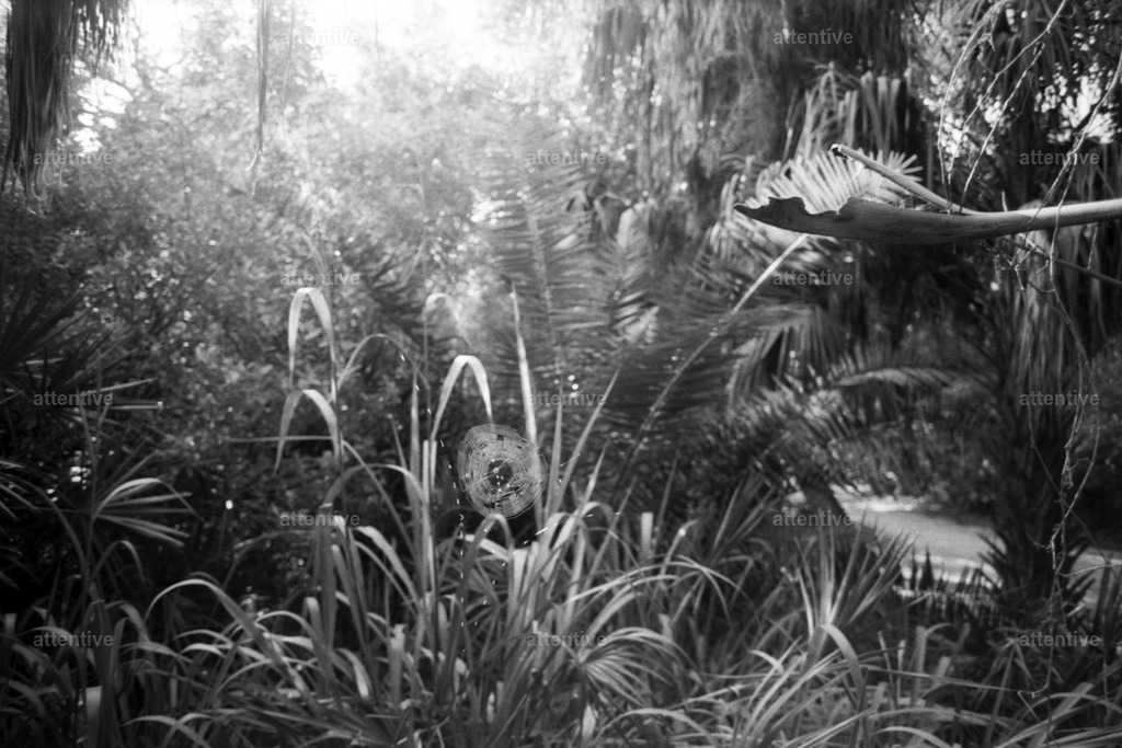 Web | Florida, USA - Realisiert mit Pictrs.com