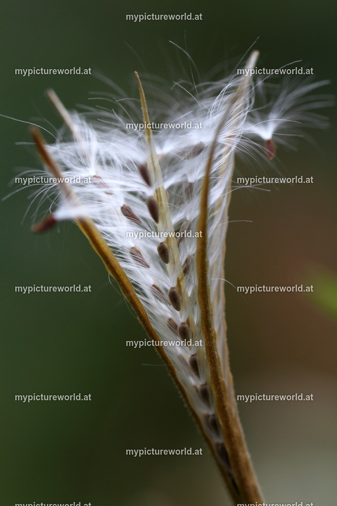 Berg-Weidenröschen-004 | Das Bilderarchiv über Tiere, Planzen und Landschaften. In der Bilddatenbank finden Sie ein große Auswahl an hochwertigen Bilder für Ihre Werbung - Realisiert mit Pictrs.com