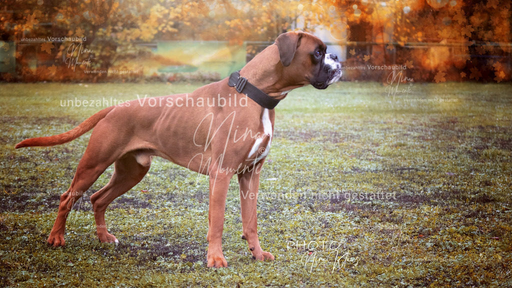 IMG_2768-1 | Einzigartige Fotos von Hunden & Menschen –Actionfotos, Portraits, Vereinsaufnahmen & Paarshootings – authentisch, lebendig & mit Herz.
