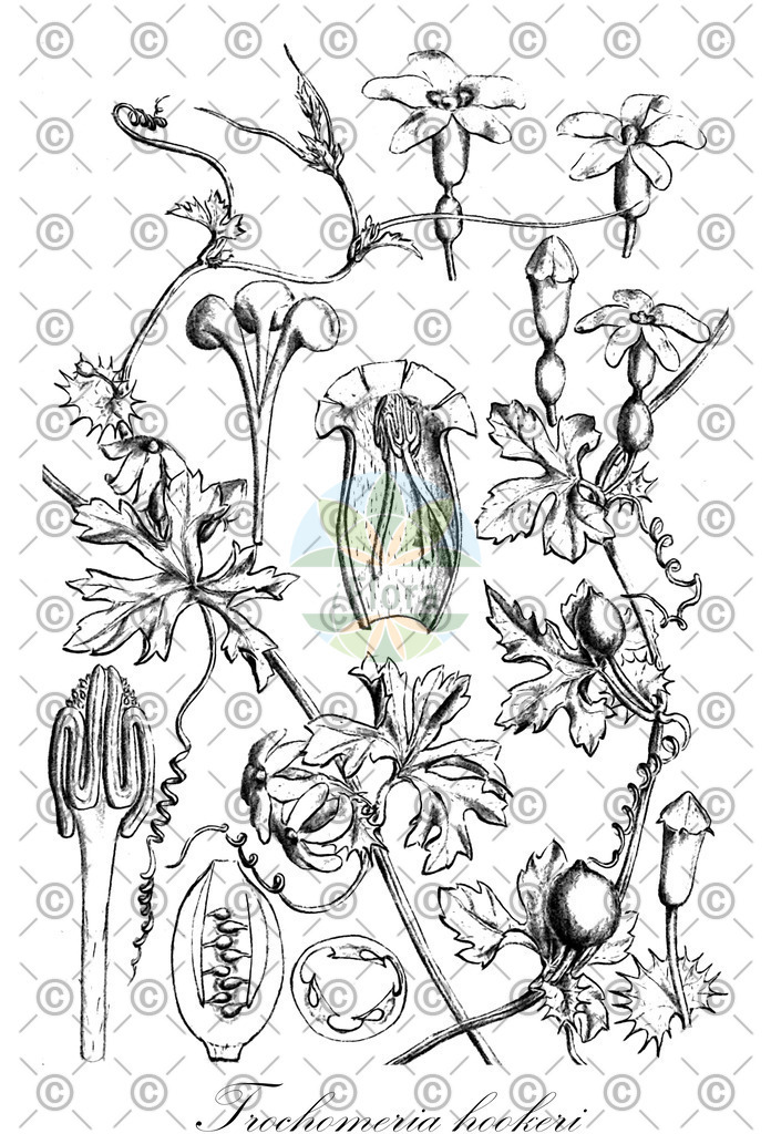 HistAbb_wfo-0000459744_1_ENZY_Simple | Historische Abbildung von Trochomeria hookeri - Cucurbitaceae | Historical Illustration of Trochomeria hookeri - Cucurbitaceae