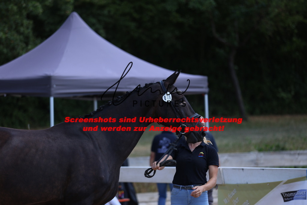 Fohlenschau_Schwäbisch_Hall_springbetonte_Fohlen_KN 39_1 | lmwpictures - Realisiert mit Pictrs.com