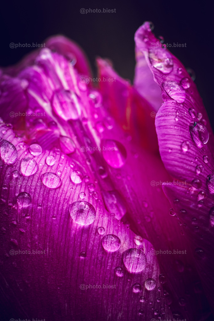 Pinke Tulpentropfen | Eine Tulpenblüte mit vielen Tropfen. - Realisiert mit Pictrs.com