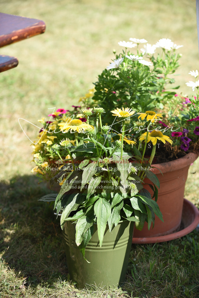 DSC_8877 | Pferde- und Turnierfotografie in Westsachsen. Pferdeportraits, Auftragszeichnungen und intuitive Kunst.
