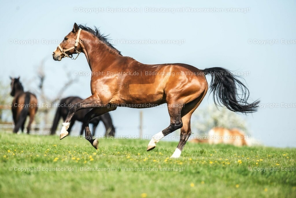 20210426_Pferd-auf-Koppel_0057 | equistock