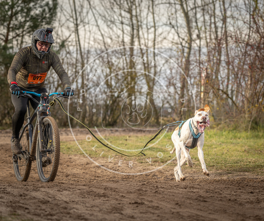 Pfotenfotografie_DV3A7764 | Hundefotografie, Tierfotograf, Pfotenfotografie, Fotoshooting Hund, Hunde Portrait, Hundesport, Hundeportraits, Heideshooting, Hunde, Sportfotograf, Hundefotograf, Turnierhundsport, THS,  - Realisiert mit Pictrs.com