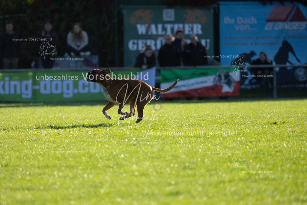 _16A4832 | Einzigartige Fotos von Hunden & Menschen –Actionfotos, Portraits, Vereinsaufnahmen & Paarshootings – authentisch, lebendig & mit Herz.