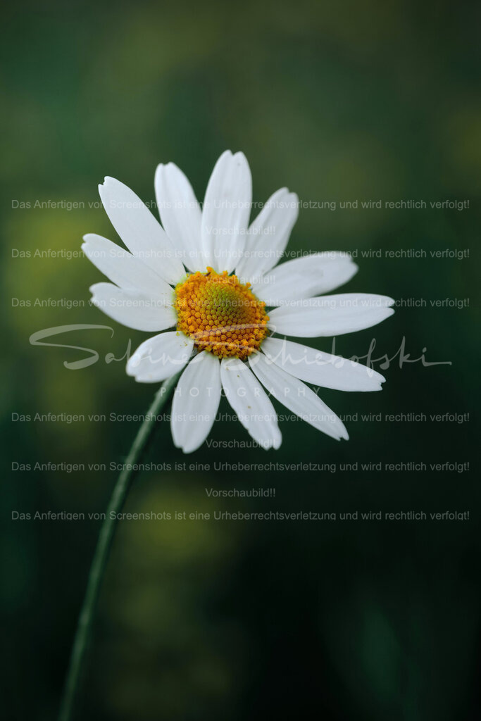 Wandbild Margerite | People- und Tierfotografie, Imageaufnahmen, Veranstaltungsfotografie und Wandbilder aus der Natur ★ Made in Germany ✔️ Druck + Downloads ✔️ Naturfotografie in Top Qualität ★ schneller Versand, weltweite Lieferung! - Realisiert mit Pictrs.com