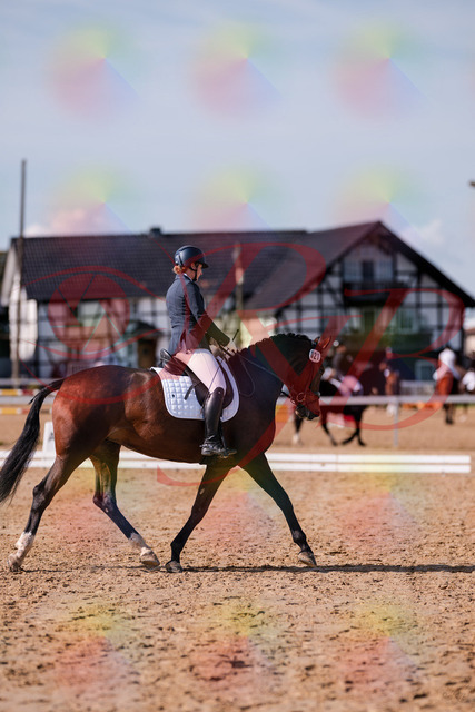 2026_10_03_Siefer-Hof_125507_Z81_43826523 | Professionelle Reitsport-, Turnier- und Eventfotografie von Robert Broda. Galerien mit ausgewählten und bearbeiteten Bildern direkt online ansehen und bestellen.