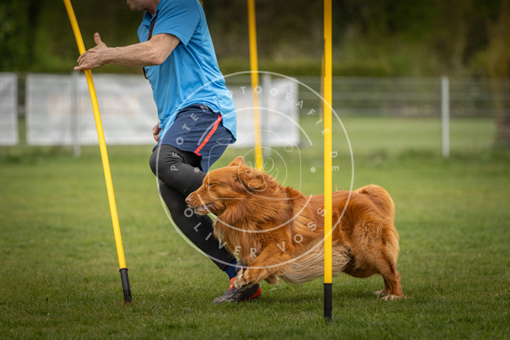 Pfotenfotografie_DV3A7403 | Hundefotografie, Tierfotograf, Pfotenfotografie, Fotoshooting Hund, Hunde Portrait, Hundesport, Hundeportraits, Heideshooting, Hunde, Sportfotograf, Hundefotograf, Turnierhundsport, THS,  - Realisiert mit Pictrs.com