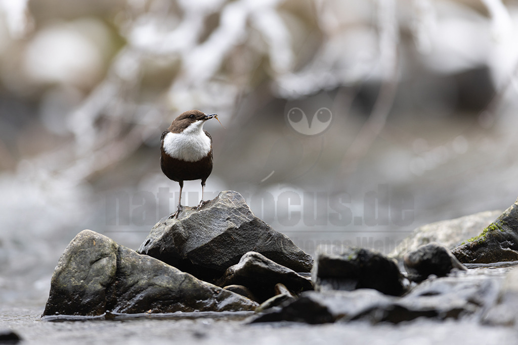 20220402105259 | Die Wasseramsel oder Eurasische Wasseramsel (Cinclus cinclus) ist die einzige auch in Mitteleuropa vorkommende Vertreterin der Familie der Wasseramseln (Cinclidae). Der etwa starengroße, rundlich wirkende Singvogel ist eng an das Leben entlang schnellfließender, klarer Gewässer gebunden. Dort ernährt sich die Art vornehmlich von Wasserinsekten, die sie vor allem tauchend erbeutet. - Realisiert mit Pictrs.com