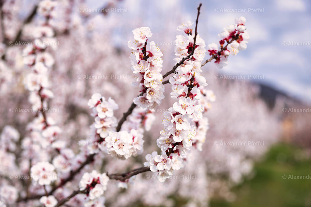 foto_c_pfeffel-partner-0183-R52_6189-Bearbeitet | alexander-pfeffel - Realisiert mit Pictrs.com