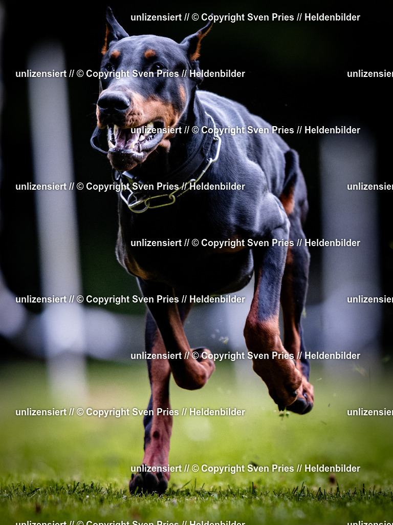 Sven Pries | 2025-10-03 - Hunderennen Obergrombach - Realisiert mit Pictrs.com