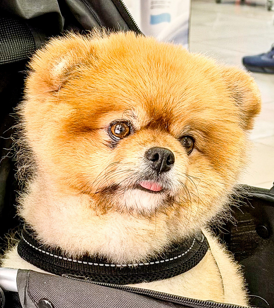 Goldener Flausch: Zwergspitz Portrait voller Lebensfreude | Ein absoluter Herzenserwärmer für dein Zuhause. Dieses professionelle Tierportrait fängt den unwiderstehlichen Charme und die pure Lebensfreude eines Zwergspitzes (Pomeranian) perfekt ein. Mit seinem flauschigen, goldenen Fell, den treuen Knopfaugen und der kleinen, frechen Zunge zaubert dieses Motiv jedem Betrachter sofort ein Lächeln ins Gesicht. Ein perfektes Kunstwerk für Hundeliebhaber, das Gemütlichkeit und positive Energie in jeden Raum bringt. Besonders empfohlen als hochwertige Leinwand für einen warmen, weichen Charakter oder als gerahmtes Poster für das Wohn- oder Kinderzimmer. - Realisiert mit Pictrs.com