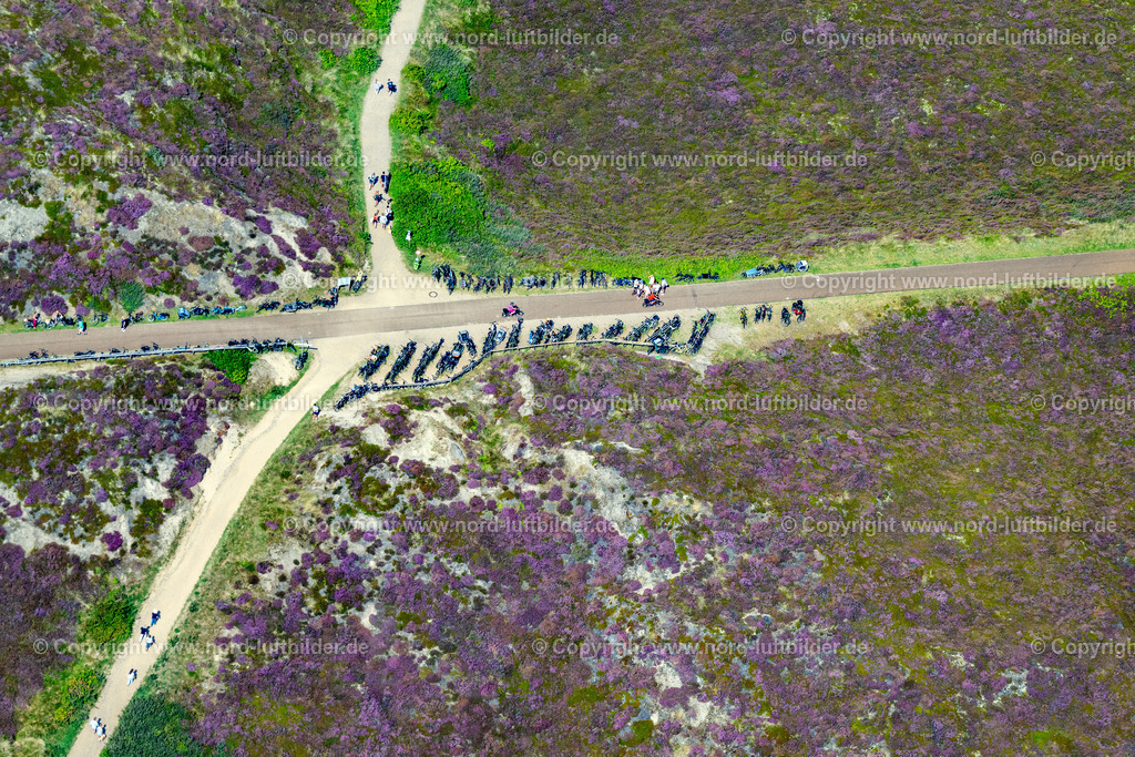 Sylt_Kampen_Radweg_Radfahrer_Heide_Blüte_ELS_4169130825 | KAMPEN (SYLT) 13.08.2025 Streckenführung des Rad- Weges an der Lister Straße in Kampen (Sylt) auf der Insel Sylt im Bundesland Schleswig-Holstein, Deutschland. // Route of the cycle path on Lister Strasse in Kampen (Sylt) on the island of Sylt in the federal state of Schleswig-Holstein, Germany. Foto: Martin Elsen