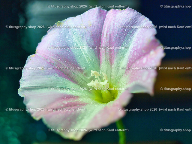titusgraphy_P6227890-vz-ln | titusgraphy-shop: Geschenkideen mit Qualitätsfotos. titusgraphy-shop: gift ideas with quality photos. titusgraphy-shop: idées cadeaux avec photos de qualité.  - Realisiert mit Pictrs.com