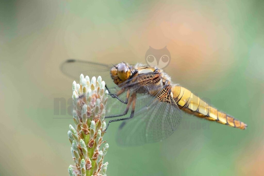 20170520164543 | Der Plattbauch (Libellula depressa) ist eine Libellenart aus der Familie der Segellibellen (Libellulidae) mit einem auffällig breiten, abgeflachten, etwas plump wirkenden Körper. Reife Männchen und Weibchen sind unterschiedlich gefärbt. Die Art ist ein Pionierbesiedler vegetationsarmer, besonnter Tümpel mit lehmigen oder sandig-kiesigen Ufern. - Realisiert mit Pictrs.com