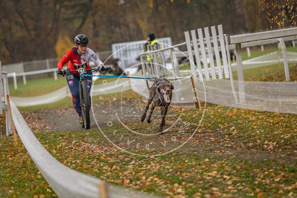 CaniXpix_DV3A8410 | Hundefotografie, Tierfotograf, Pfotenfotografie, Fotoshooting Hund, Hunde Portrait, Hundesport, Hundeportraits, Heideshooting, Hunde, Sportfotograf, Hundefotograf, Turnierhundsport, THS,  - Realisiert mit Pictrs.com
