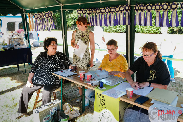 Dalmatiner DZGD CDF in Hilden | Dalmatiner, Regionalgruppenausstellung DZGD / CDF) in Hilden. Richterin Margrit Martegani.  in Hilden  04.09.2022 Foto: Leo Wyden