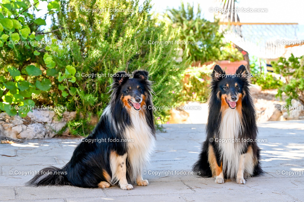 Hunde in Kroatien_ 31.07.2023-34 | 31.07.2023, Kroatien, HRV, Brač, Insel in Dalmatien im Bild Hunde, Shelties