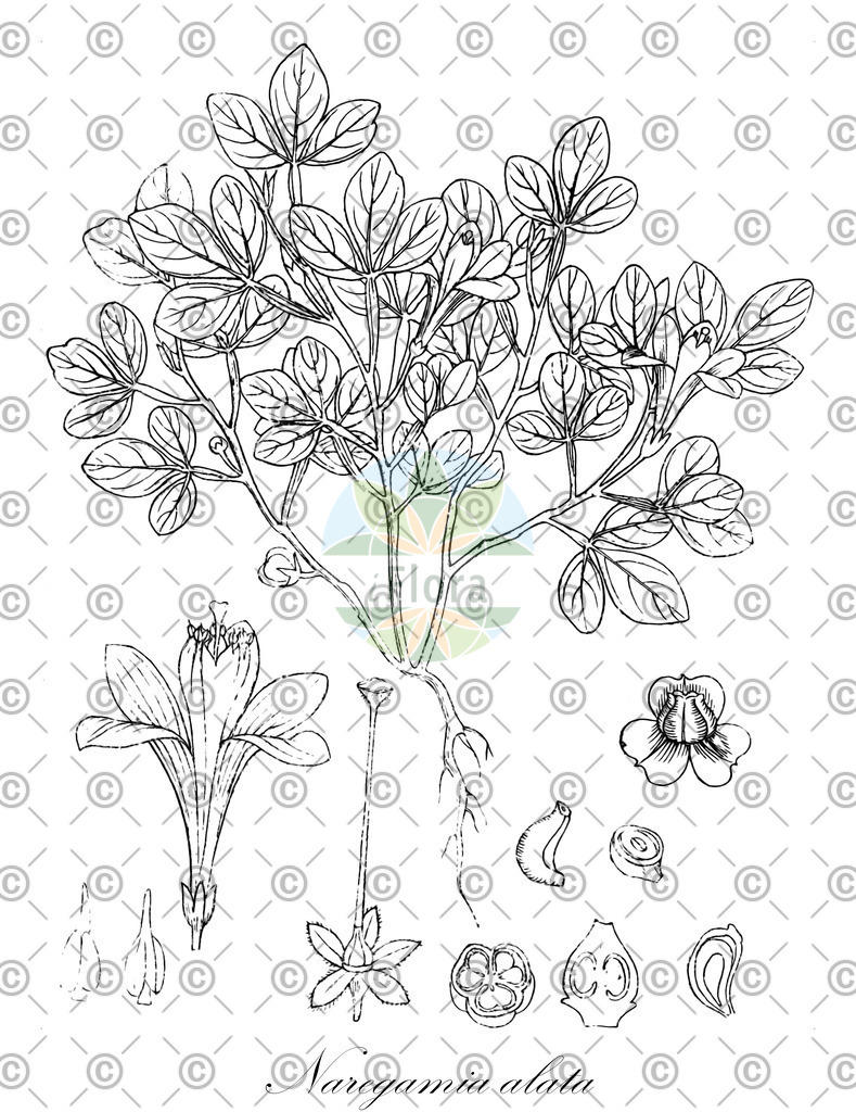 HistAbb_wfo-0000380602_1_ENZY_Simple | Historische Abbildung von Naregamia alata - Meliaceae | Historical Illustration of Naregamia alata - Meliaceae