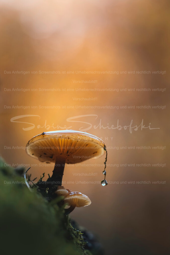 Detailverliebt | People- und Tierfotografie, Imageaufnahmen, Veranstaltungsfotografie und Wandbilder aus der Natur ★ Made in Germany ✔️ Druck + Downloads ✔️ Naturfotografie in Top Qualität ★ schneller Versand, weltweite Lieferung! - Realisiert mit Pictrs.com