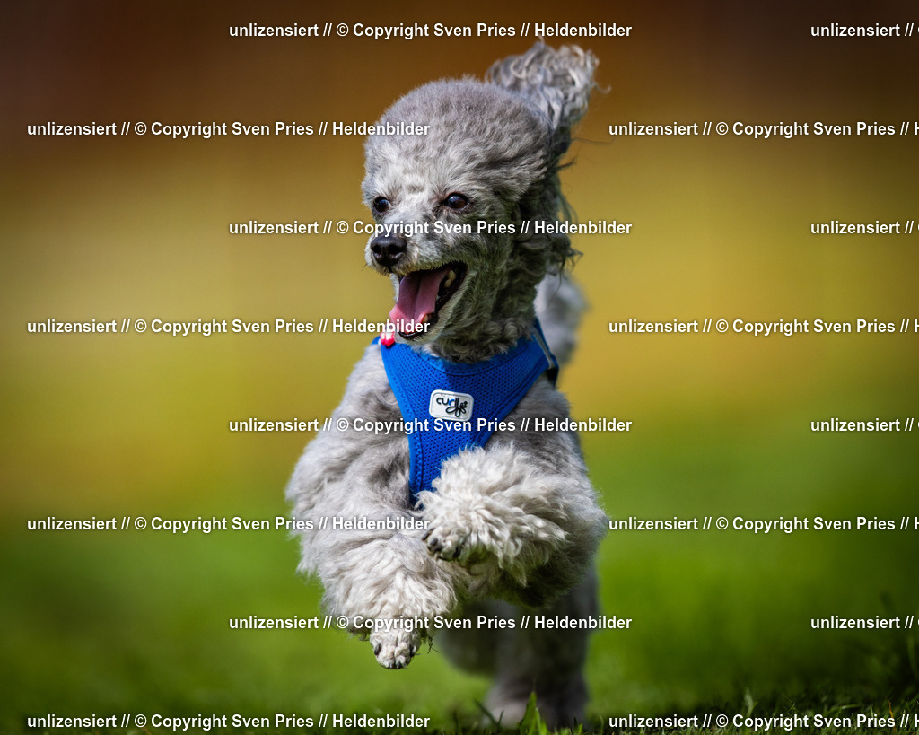 Sven Pries | 2025-04-13 - Hunderennen Baden-Baden - Realisiert mit Pictrs.com