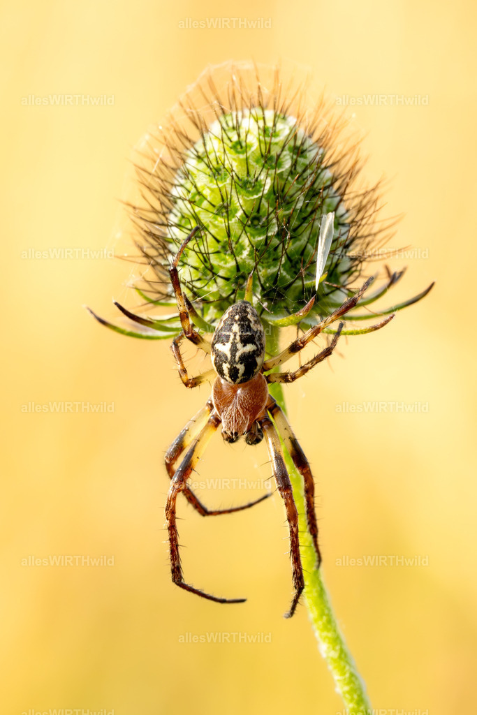 Nicht den Kopf hängen lassen  | Entdecke die faszinierende Welt der Natur- und Wildlife-Fotografie von Daniel und Bärbel. Inspirierende Bilder von wilden Tieren und kleinen Naturwundern.