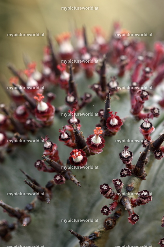 Euphorbia polygona-002 | Das Bilderarchiv über Tiere, Planzen und Landschaften. In der Bilddatenbank finden Sie ein große Auswahl an hochwertigen Bilder für Ihre Werbung - Realized with Pictrs.com