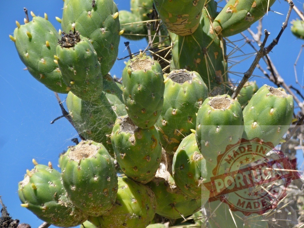 Prickly pear cactus fruit growing in nature | Prickly pear cactus fruit maturing on a plant outdoors under blue sky - Realized with Pictrs.com