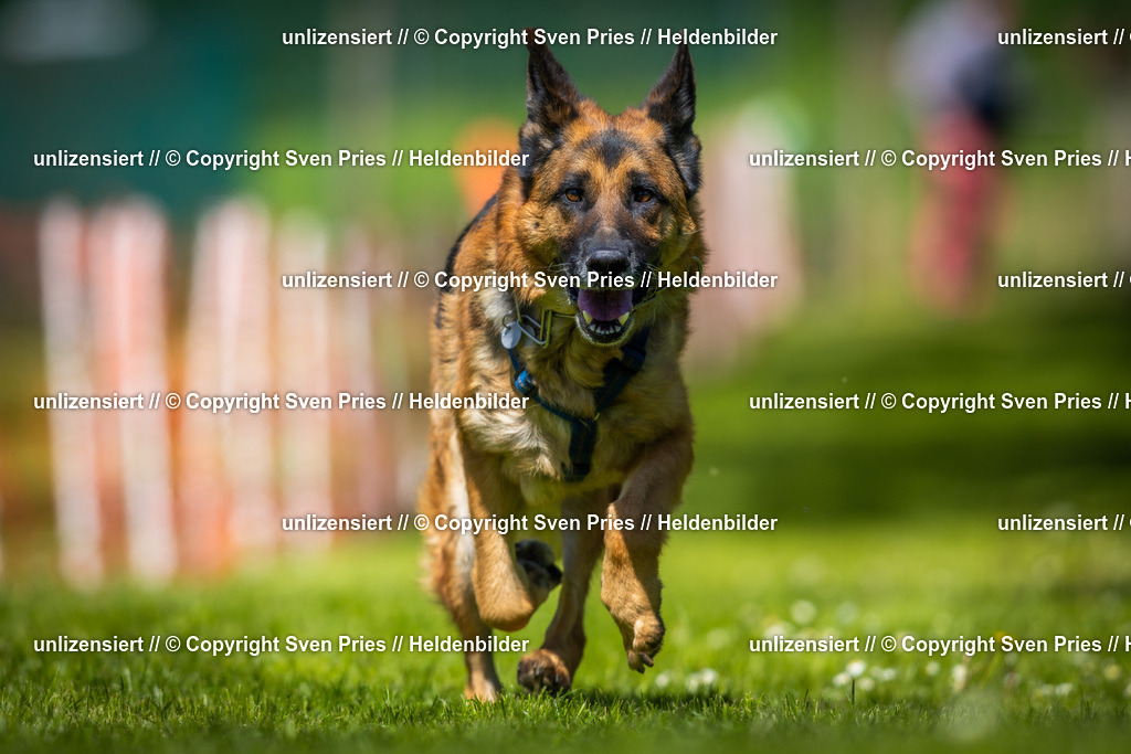 Hunderennen_April_2026_570 | 2026-04-26 - Hunderennen Baden-Oos April 2026 - Realisiert mit Pictrs.com
