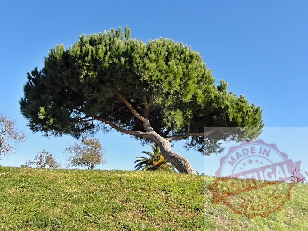 Stone pine tree standing on a green hill under blue sky | Stone pine tree with green canopy and trunk standing on a grassy hill against blue sky - Realisiert mit Pictrs.com