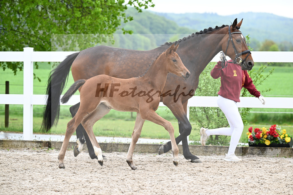 Kat-Nr. 41 SF Comanchero x Zinedream_Wanner_23261427 | hf-fotografie - Realisiert mit Pictrs.com
