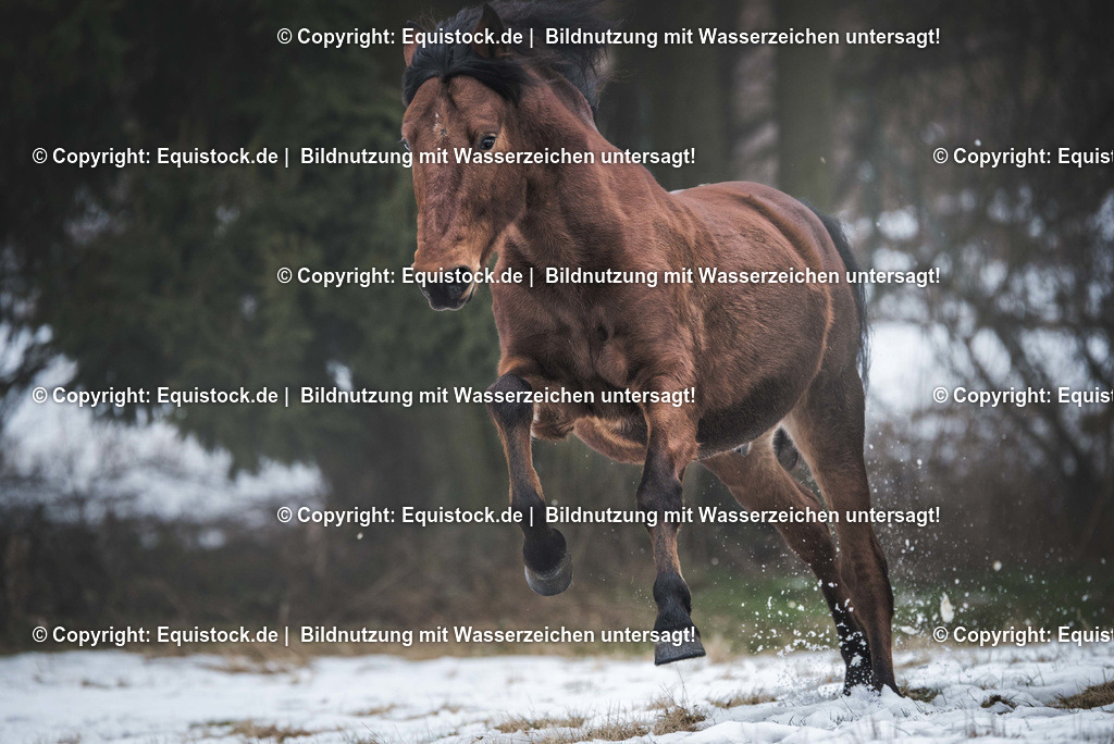 TS_20170129_Brauner_Freilauf_0005 | Foto: Thomas Hartig