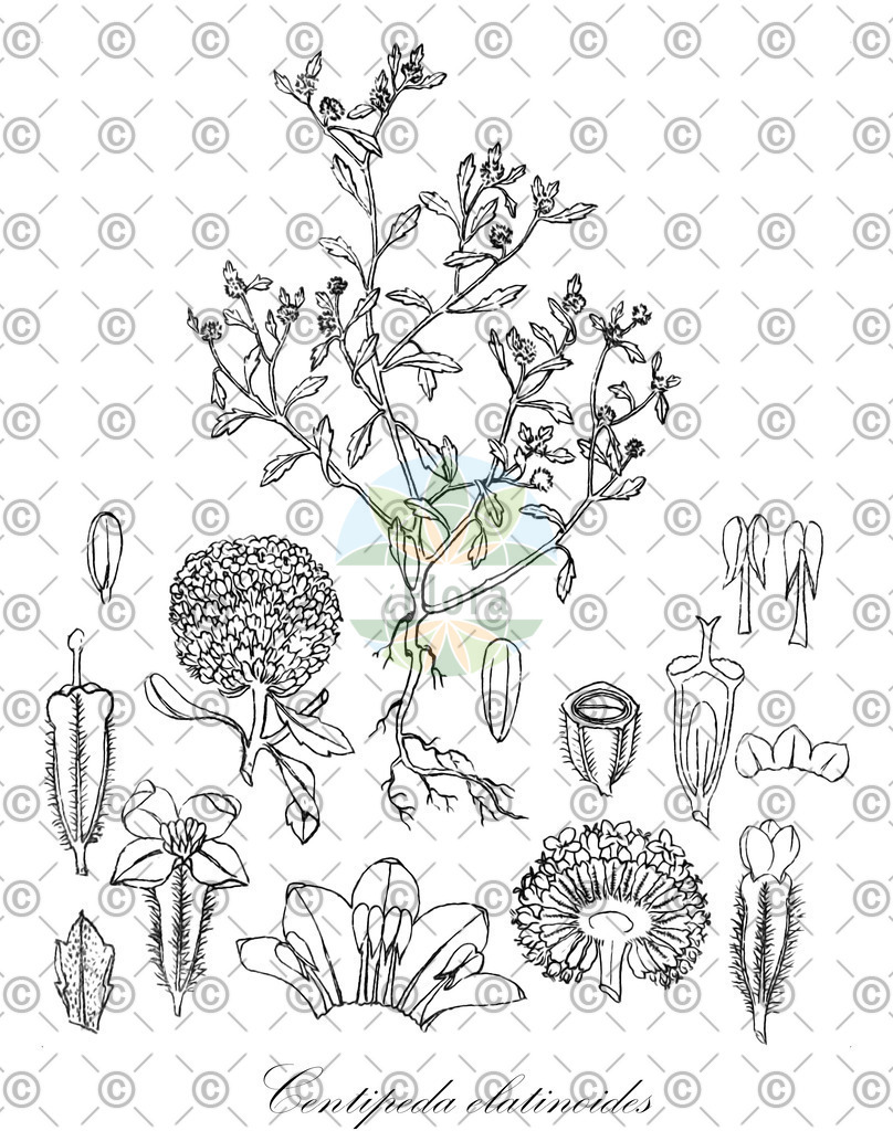 HistAbb_wfo-0000858736_1_ENZY_Simple | Historische Abbildung von Centipeda elatinoides - Asteraceae | Historical Illustration of Centipeda elatinoides - Asteraceae