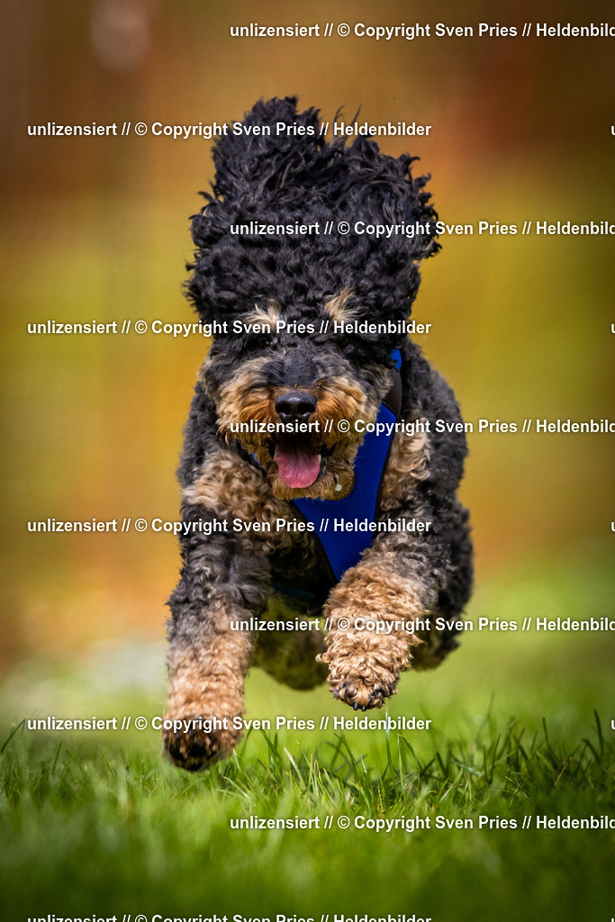 Sven Pries | 2025-04-13 - Hunderennen Baden-Baden - Realisiert mit Pictrs.com