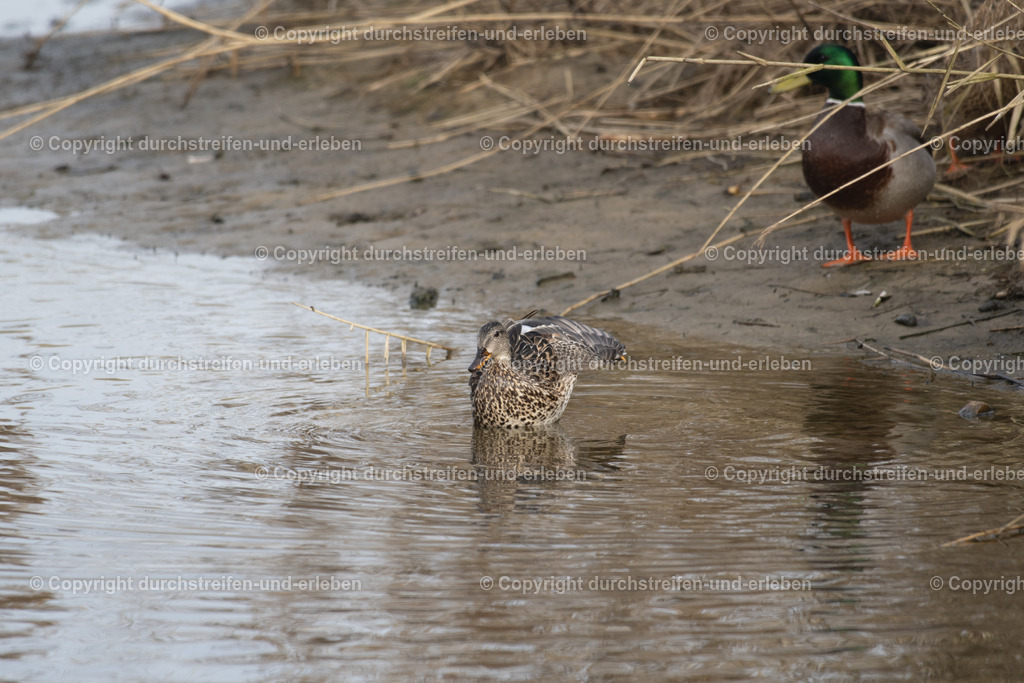 Schnatterente und Stockente im Hintergrund | Eine wenig in Mitteleuropa verbreitete Schnatterente: Diese hier lebt im Naturschutzgebiet Rieselfelder in Münster. A gadwall, a species of duck that is not very common in Central Europe: This one lives in the Rieselfelder nature reserve in Münster. This one lives in the Rieselfelder nature reserve in Münster. This one lives in the Rieselfelder nature reserve in Münster. - Realisiert mit Pictrs.com