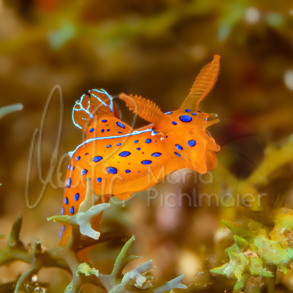 Polycera elegans | nudibranch / Nacktschnecke / nudibranquio - Realisiert mit Pictrs.com