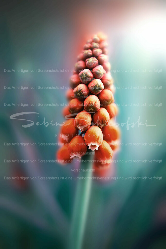 Wandbild Traubenhyazinthe | People- und Tierfotografie, Imageaufnahmen, Veranstaltungsfotografie und Wandbilder aus der Natur ★ Made in Germany ✔️ Druck + Downloads ✔️ Naturfotografie in Top Qualität ★ schneller Versand, weltweite Lieferung! - Realisiert mit Pictrs.com