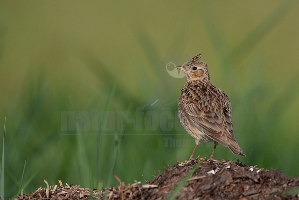 20080517072347 | Die Feldlerche ist eine Vogelart aus der Familie der Lerchen. Diese mittelgroße Lerchenart besiedelt fast die gesamte Paläarktis von Irland und Portugal bis Kamtschatka und Japan. - Realisiert mit Pictrs.com