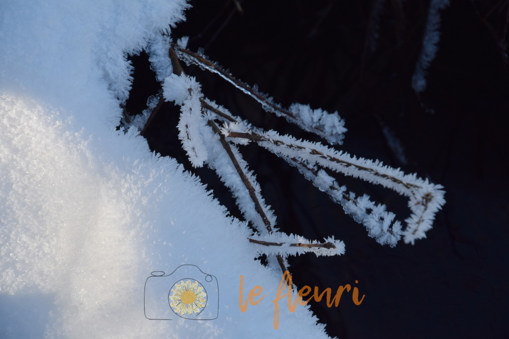 DSC_0042 | Dies ist der Shop von Florian Blum - le fleuri. Langenthal, Bern, Schweiz. Sie können hier meine oder ihre eigenen Fotos als Fotoprodukte kaufen. Tassen, Schlüsselanhänger, Taschen etc. können Sie hier gestalten.  - Realisiert mit Pictrs.com