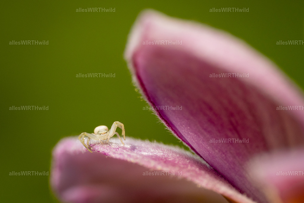 Wenn ich mal groß bin.. | Entdecke die faszinierende Welt der Natur- und Wildlife-Fotografie von Daniel und Bärbel. Inspirierende Bilder von wilden Tieren und kleinen Naturwundern.