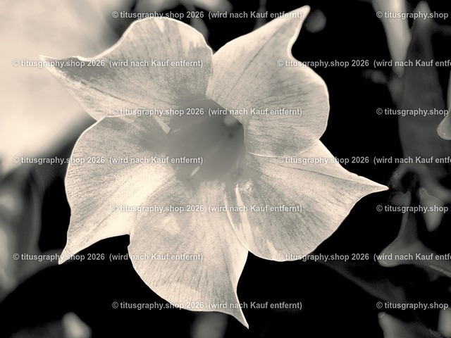 titusgraphy-P6100542_var-169 | Fotokunstarbeit aus der INSTAGRAM-Gallerie auf titusgraphy.eu - Realisiert mit Pictrs.com