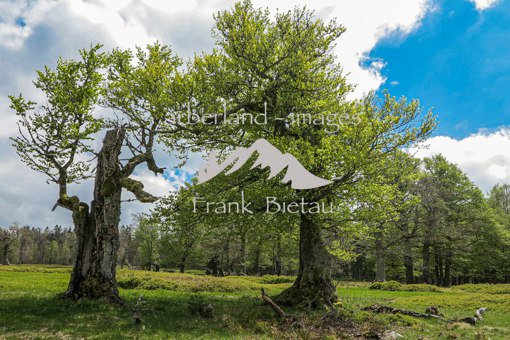 IMG_2060 | uralte Buchen am Hochschachten