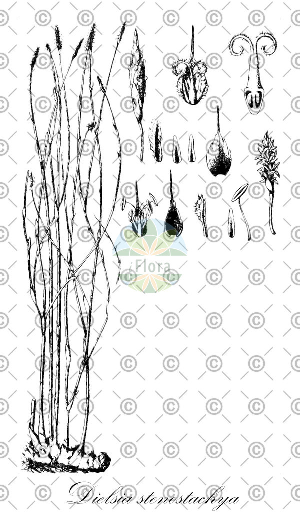 HistAbb_wfo-0000789326_1_ENZY_Simple | Historische Abbildung von Dielsia stenostachya - Restionaceae | Historical Illustration of Dielsia stenostachya - Restionaceae