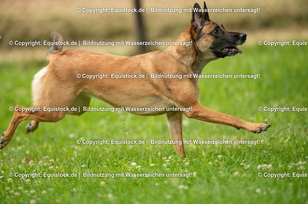 20210728_Schutzhund-in-Bewegung_0015 | Foto: Thomas Hartig