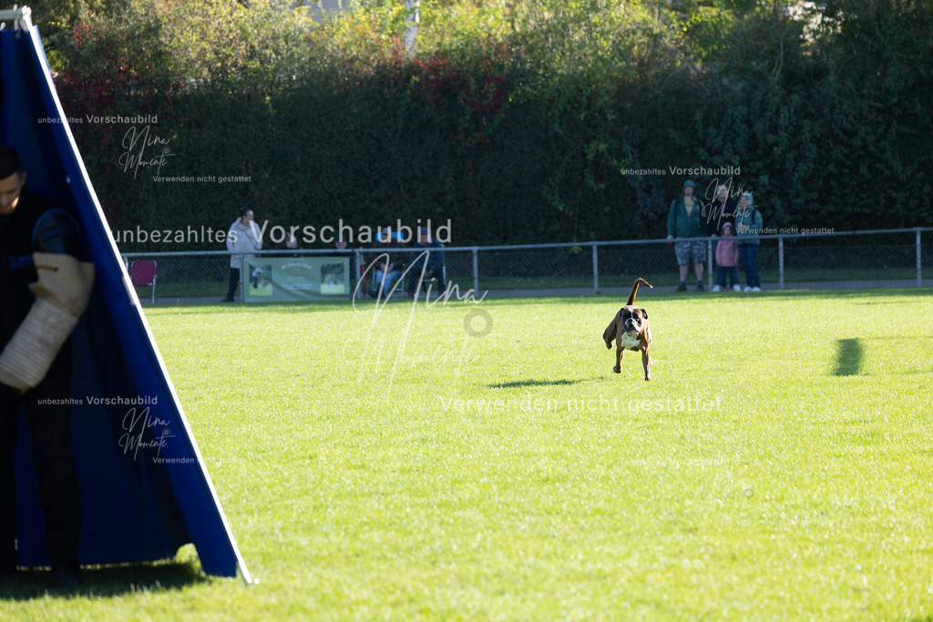 _16A4994 | Einzigartige Fotos von Hunden & Menschen –Actionfotos, Portraits, Vereinsaufnahmen & Paarshootings – authentisch, lebendig & mit Herz.