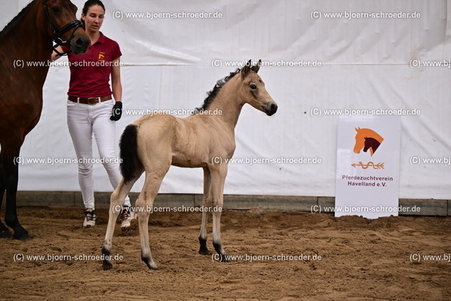 16_Charmeur - Benedikt_865_4842 | Björn Schroeder Pferdefotografie