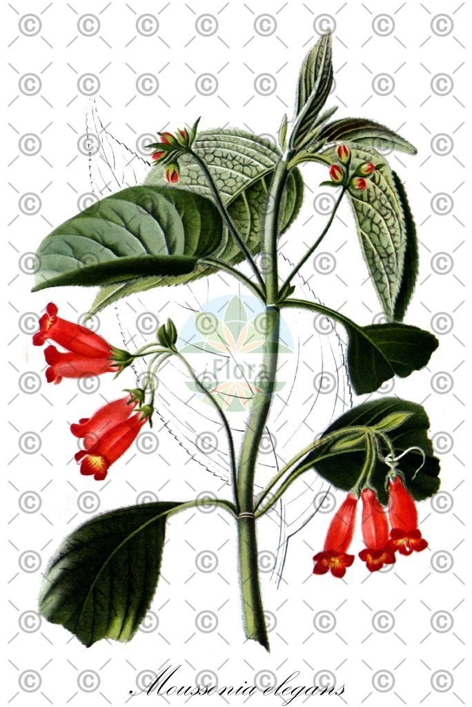 HistAbb_wfo-0000452761_2_ENZY_Simple | Historische Abbildung von Moussonia elegans - Gesneriaceae | Historical Illustration of Moussonia elegans - Gesneriaceae