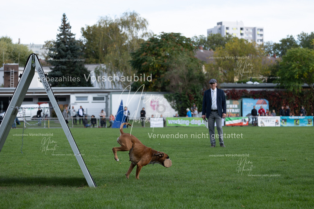_16A5636 | Einzigartige Fotos von Hunden & Menschen –Actionfotos, Portraits, Vereinsaufnahmen & Paarshootings – authentisch, lebendig & mit Herz.