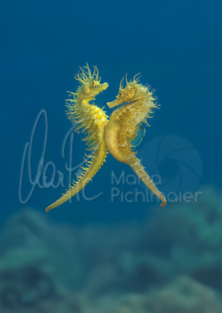 Hippocampus guttulatus | "Leonie" + "Linus" Seepferdchen / Seahorse / Caballito de mar / Hippocampe - Realisiert mit Pictrs.com